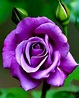 Beautiful Purple Roses Photos - Purple Rose Wallpapers, Stunning Purple ...