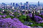 Pretoria City Half-Day Jacaranda Tour - African Welcome Safaris