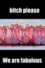 10 Funny Flamingo Memes To Make You Laugh - I Can Has Cheezburger?