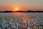 Cotton Field : Near Osceola, Arkansas : William Dark Photography