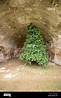 Fig Tree growing upside-down in the baths of Baia, Bacoli, Italy Stock ...