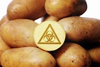 Genetically Modified Potatoes Photograph by Bildagentur-online/ohde ...