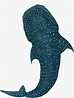 'Whale Shark' Sticker by fernandaschalle en 2020 | Ilustración de ...