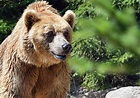 „Der Bär ist noch da!“ - UnserTirol24