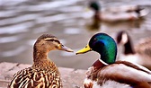 Ducks - Key Information, Facts & Pictures Of Ducks