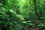 Jungle Wallpapers - Top Free Jungle Backgrounds - WallpaperAccess