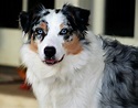 Australian Shepherd Information - Dog Breeds at thepetowners