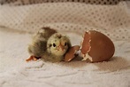 Hatching Chick Free Stock Photo - Public Domain Pictures