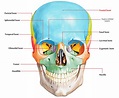 frontal squama of frontal bone