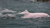 中華白海豚數目續跌 逾4成幼豚不知所終存活率偏低 - 香港經濟日報 - TOPick - 新聞 - 社會 - D180711