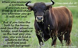 Take the bull by the horns - Vasundhara