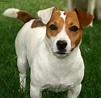 Jack Russell Terrier - Pictures, Information, Temperament ...
