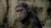 Fotos de César, el simio protagonista de EL ORIGEN DEL PLANETA DE LOS ...