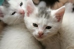 kittens, Cat, Cats, Kittens, Baby, Cute, 31 Wallpapers HD / Desktop and ...