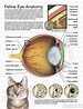 Scientific Illustration | Eye anatomy, Cat anatomy, Feline anatomy