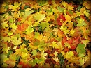 Images Gratuites : arbre, branche, l'automne, Coloré, jaune, saison ...