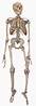 File:Skeleton2.jpg - Wikipedia