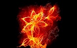 Flor de fuego | Fire flower, Burning flowers, Photo manipulation