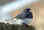 Meet the Slate Colored Junco and Other Types of Juncos - Birds and Blooms