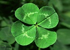 7 Four-Leaf Clover Facts to Know for St. Patrick’s Day