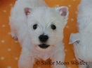 West Highland White Terrier Sailor Moon - Westie Zucht