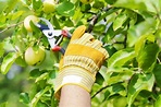 Potatura melo - Tecniche di giardinaggio - Potare albero frutto