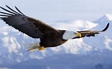 The American bald eagle (Haliaeetus Leucocephalus) | PRINCE GEORGE'S ...