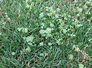 When To Treat Your Lawn For Weeds - LoveMyLawn.net