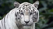 El majestuoso tigre blanco en peligro critico de extinción