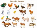 Learn English Vocabulary through Pictures : Farm/ Domestic Animals ...
