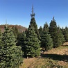 20 Best Christmas Tree Farm Near Me in the USA | TouristSecrets