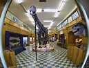 Apatosaurus at the Geological Museum of the University of Wyoming ...