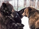Father Bear Loves His Cub | Animals