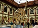 Das größte aufgestellte Dinosaurierskelett… Foto & Bild | sonstiges ...