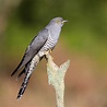 Common Cuckoo by Clive Daelman - BirdGuides