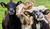 Case Of Mad Cow Disease At Scottish Beef Farm Sparks Investigation