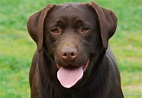 Labrador Retriever - Raças de Cachorros