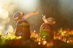 Dois caracóis apaixonados à chuva! | Animais de outono, Animais, Fotos ...