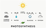 A simple graphic I made for the process of Photosynthesis : biology