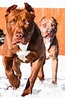 Red Nose American Pitbull Terrier Wallpapers - Wallpaper Cave