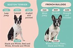 How to Tell the Difference Between a Boston Terrier vs. French Bulldog ...