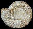 Large, 8.4" Ammonite (Perisphinctes) Fossil - Jurassic For Sale (#51687 ...