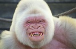 Albino Gorilla 'Snowflake' Was Inbred, Gene Sequence Shows | HuffPost