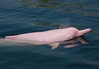 Pink River Dolphin Fun Facts for Divers and Ocean Lovers