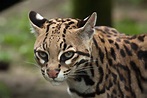 Jaguatirica - gato-do-mato - ecologia, características, fotos - InfoEscola