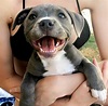 Cute baby pitbull puppy ♥pitpuppy#PitbullLover | Cute baby animals ...