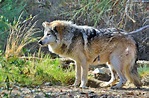 Mexican Wolf at the Living Desert. : r/pics