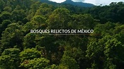 Bosques Relictos de México - YouTube