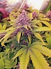 Kalini Asia (von Zamnesia) :: Cannabis Sorten Infos