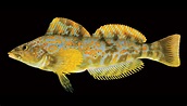 Meet the unfamiliar fish of the Salish Sea - Futurity